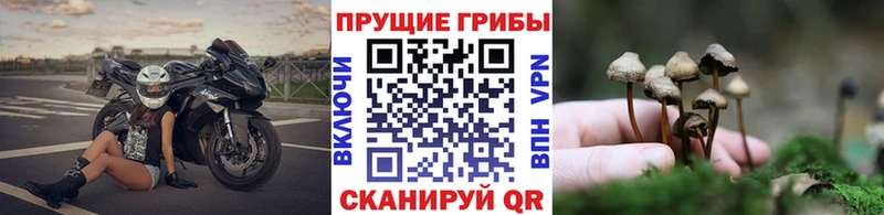 Псилоцибиновые грибы прущие грибы  Купить  Чулым 